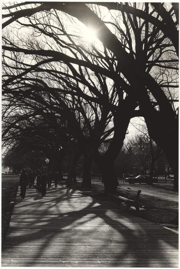 View of boardwalk - Recto Photograph