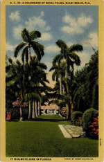 A Colonnade or Royal Palms