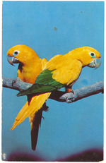Golden Conures