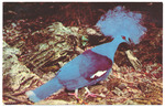 Crowned Pigeons (Goura Goura)
