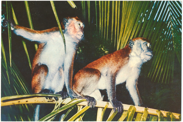 Florida Monkeys - Recto