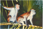 Florida Monkeys