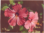 Florida Hibiscus