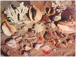 Shells from the Coasts of Florida