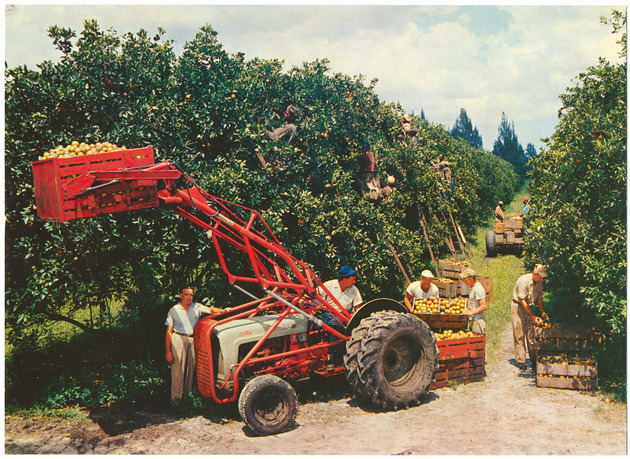 Citrus Harvest at Flamingo Orange Groves - 