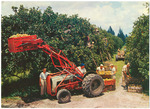 Citrus Harvest at Flamingo Orange Groves
