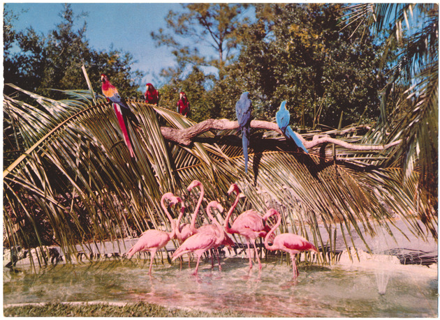 Flamingos and Macaws at Miami's Parrot Jungle - Recto