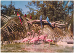 Flamingos and Macaws at Miami's Parrot Jungle