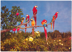 Colorful Macaws at Miami's Parrot Jungle