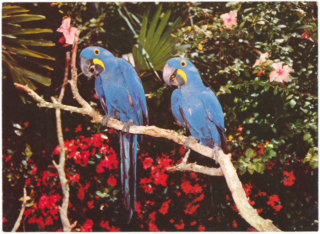 Hyacinthine Macaws - Recto