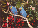 Hyacinthine Macaws