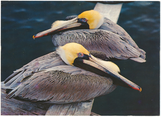 Florida Pelicans - Recto