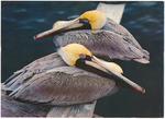 Florida Pelicans