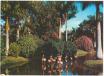 Flamingos at Saraota Jungle Gardens
