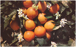 Oranges and orange blossums