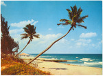 Whispering Palms on the Florida Coast