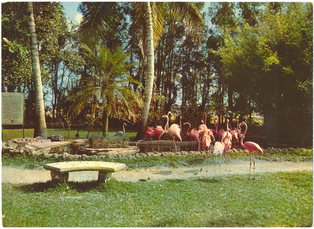 Wading Pool and Flamingos at Miami's Rare Bird Farm - Recto