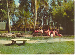 Wading Pool and Flamingos at Miami's Rare Bird Farm