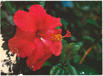 Fire Red Hibiscus