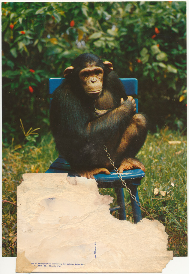 Madeliene, pet chimpanzee - 
