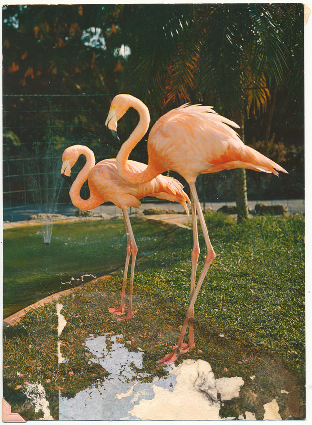 Colorful flamingos - 