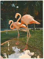 Colorful flamingos
