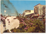Azaleas in bloom