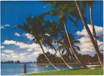 Whispering Palms