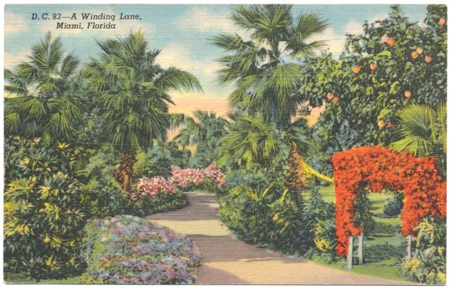 A Winding Lane, Miami, Florida - Postcard, recto: D. C. 83--A Winding Lane, Miami, Florida 