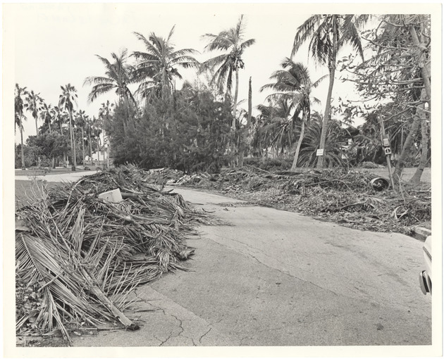 Palm Island Storm Damage - New Page