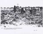 Clearing palmetto north of Dade Boulevard