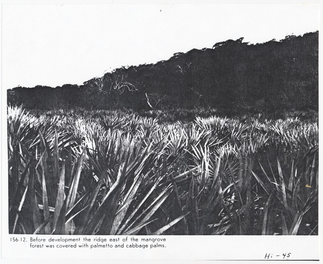 Palmetto and cabbage palms