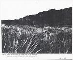 [1920/1930] Palmetto and cabbage palms