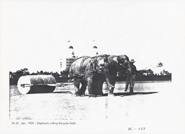 Elephant rolling the polo field