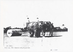 Elephant rolling the polo field
