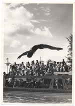 Woman diving from springboard