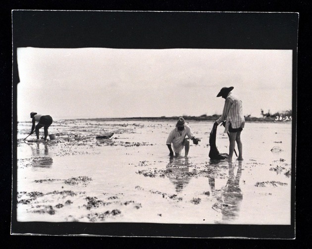 Photographs Depicting fishing and fire, 1921-1926. - 1. Collecting stone crabs, June 20, 1921. no. 30-24.