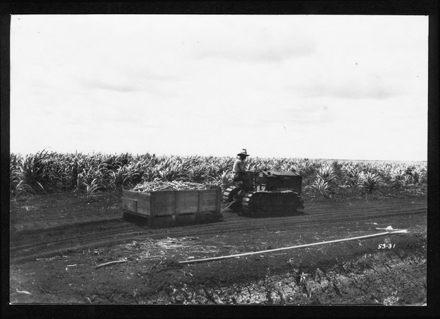 Pennsuco sugar plantation, 1921-1922 - 1. Tractor dragging a sled filled with cut cane, September 7, 1921. no. 53-31.