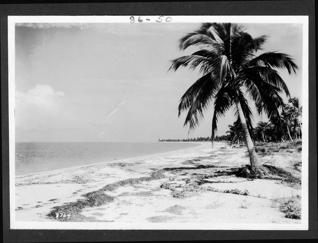 Cape Sable, 1928-1929 - 1. Coconut palm at beach, before 1928. no. 86-50.