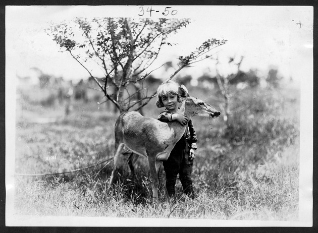 Everglades animals, 1921-1931 - 1. Jackie Ott with captive White-tailed deer, August 13, 1921. no. 34-50.