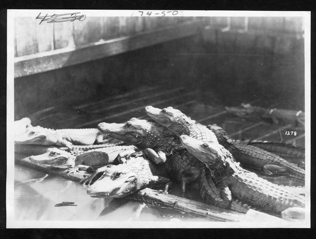 Evergades alligators and crocodiles, approximately 1931 - 1. Alligators in pen, before 1928. no. 74-50.