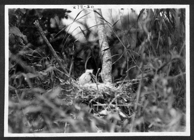 Everglades birds, 1929-1933 - 1. Egret chick on nest, 1929? no. 278-50.