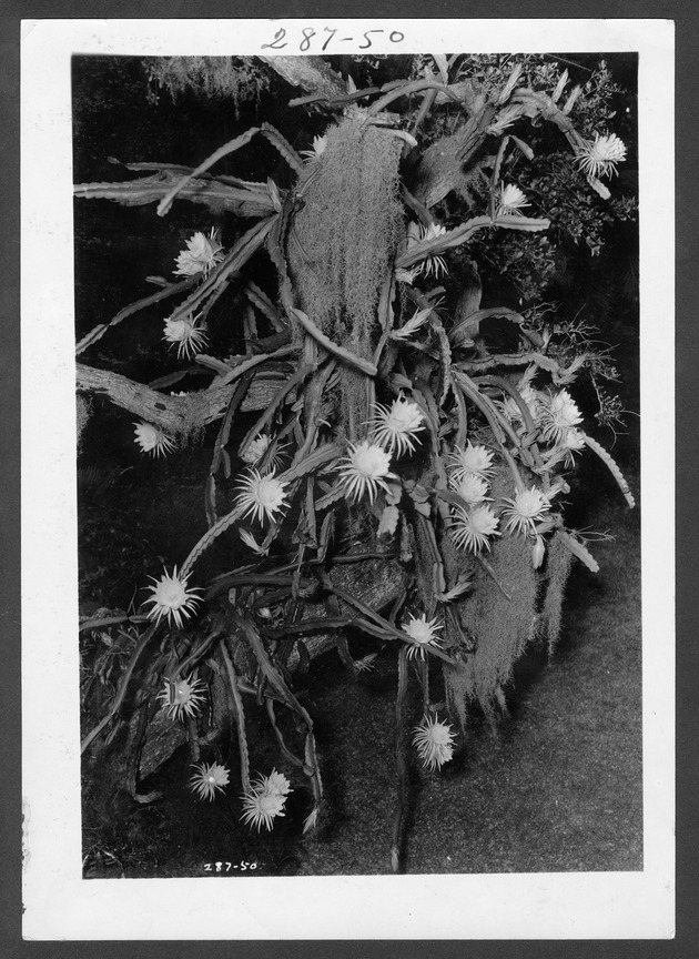 Everglades cactus, 1929 - 1. Night blooming cereus in bloom, 1929? no. 287-50.