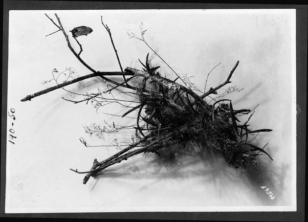 Orchids and air plants, 1929-1933 - 1. Blooming butterfly orchid collected in the Everglades, 1929. no. 190-50.