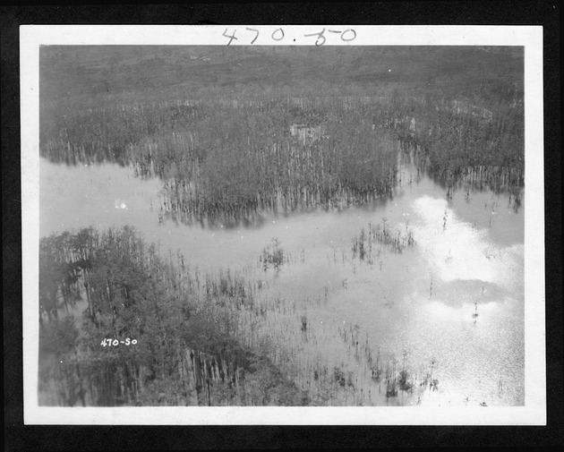 Aerial photographs depicting the Everglades, 1929-1931 (bulk 1929) - 1. Cypress slough. no. 470-50.