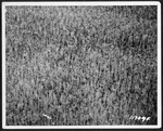 MISSING THUMBNAIL