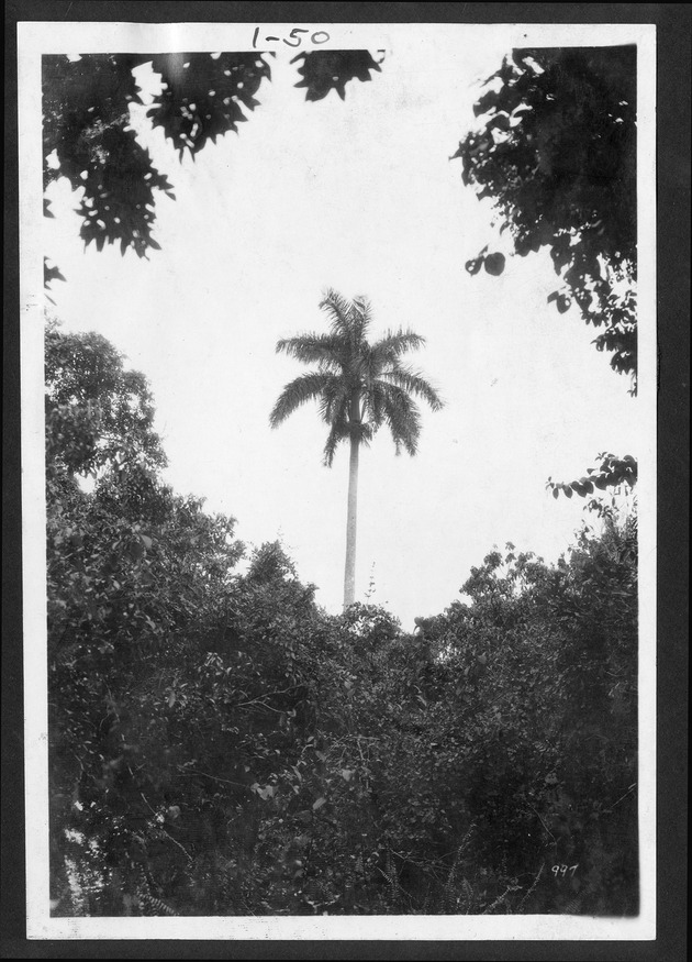 Photographs depicting Silver Palm Hammock, July 25, 1920. - 1. Royal palm. no. 1-50.