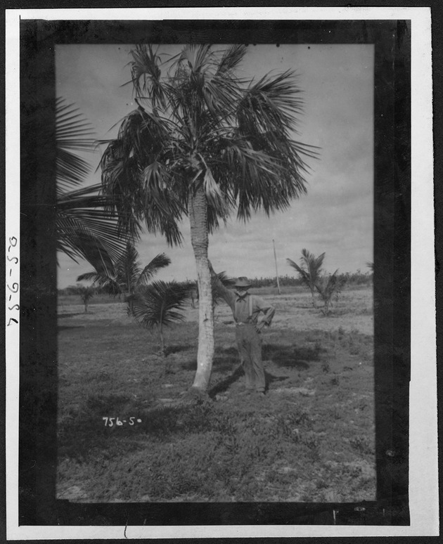 Flamingo Settlement (East Cape, Cape Sable), 1932 - 1. Steve Roberts standing by a palm. no. 756-50.