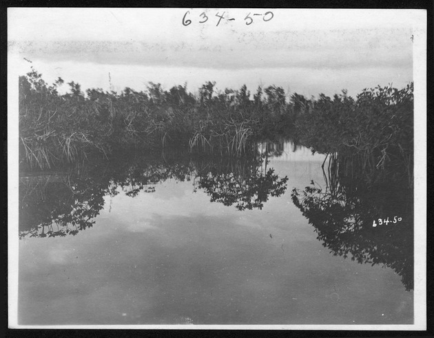 Bird rookeries on Whitewater Bay, June 12, 1931 - 1. Mangroves and bay. no. 634-50.