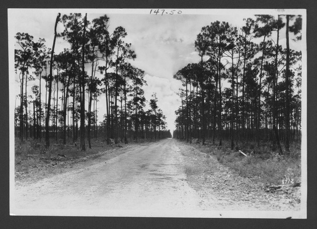 Photographs depicting Ingraham Highway and environs, 1929-1932. - 1. Road through slash pines, near or on Royal Palm State Park, 1929. no. 147-50.
